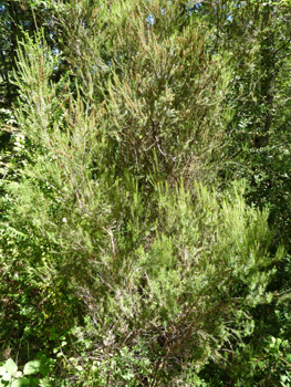 Feuilles et aiguilles de 5 mm groupées par 3 ou 4 et possédant 2 sillons sur leur face inférieure et présentes sur des tiges dressées et ramifiées. Agrandir dans une nouvelle fenêtre (ou onglet)